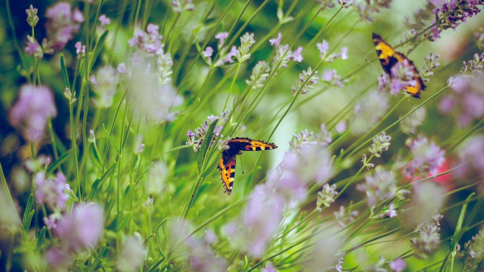 Papillons. Emiel Molenaar / Unsplash.