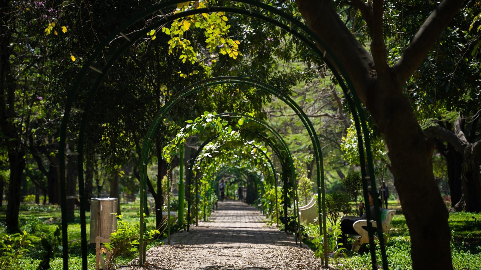 Un chemin ombragé et bordé d'arbres à Cubbon Park, Bangalore