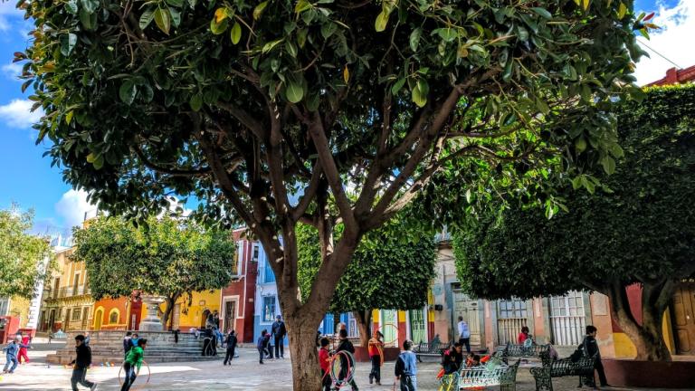 Photo d'un arbre sur une place de la ville