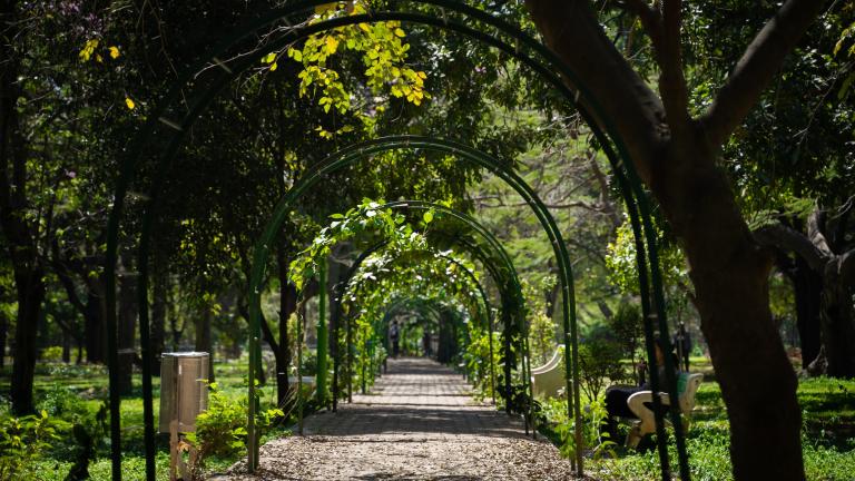 Un chemin ombragé et bordé d'arbres à Cubbon Park, Bangalore