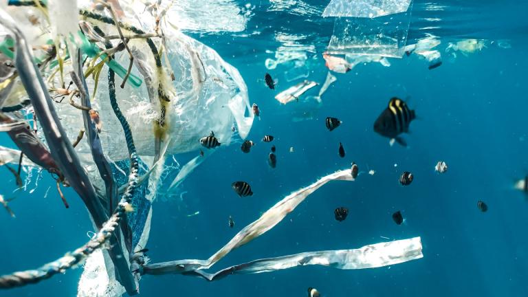 Poissons dans l'océan et pollution plastique