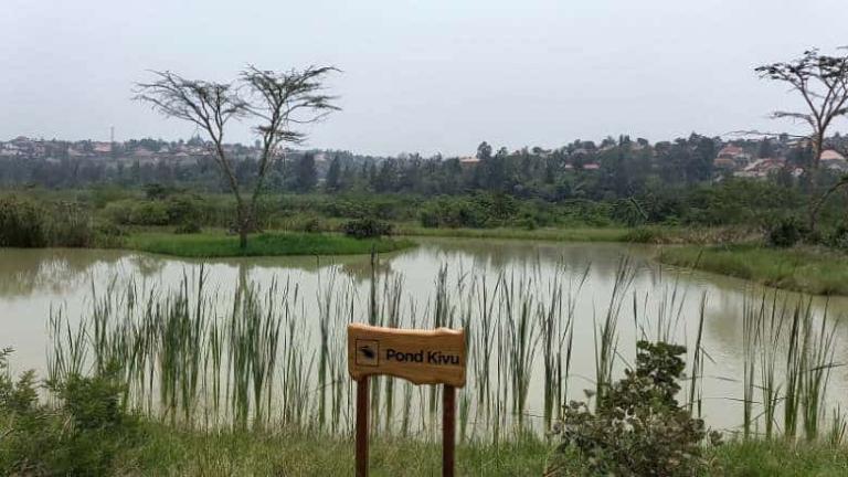 Un étang dans la zone humide restaurée de Nyandungu à Kigali