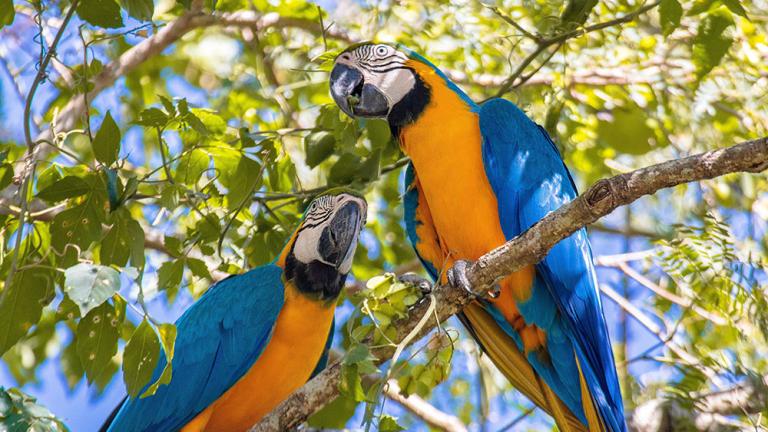 deux perroquets dans un arbre feuillu