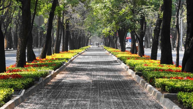 une rue bordée d'arbres dans la ville de mexico