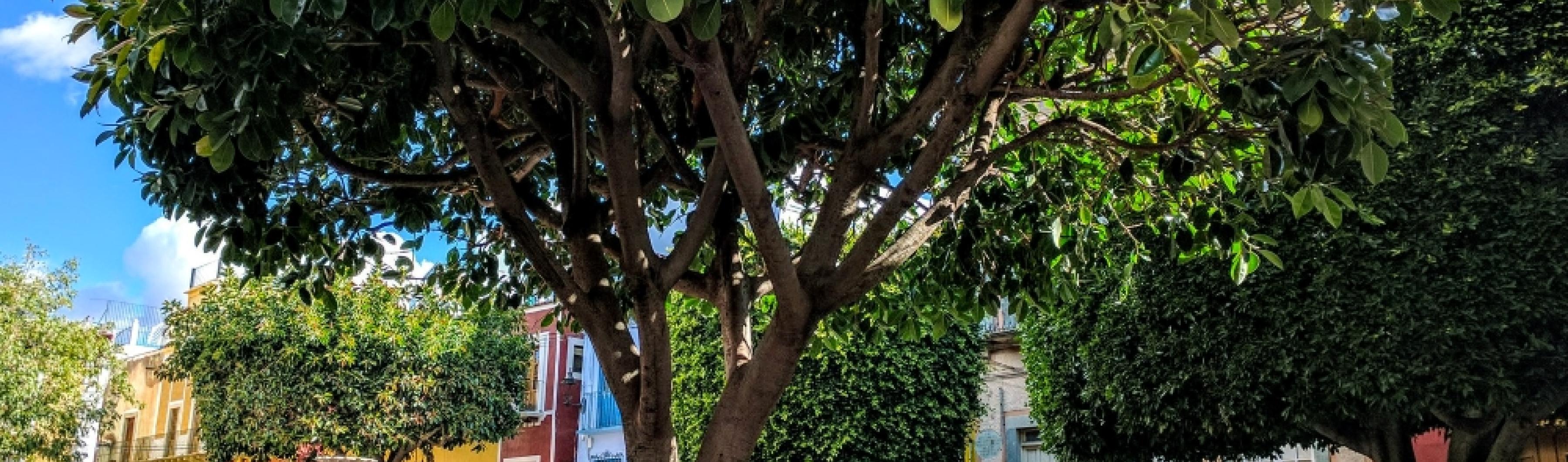 Photo d'un arbre sur une place de la ville