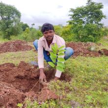 Plantation d'arbres à Pune