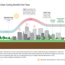 Infographie sur les avantages des arbres en matière de refroidissement urbain