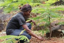 Freetown le Treetown