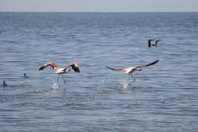 flamants roses à mar chiquita