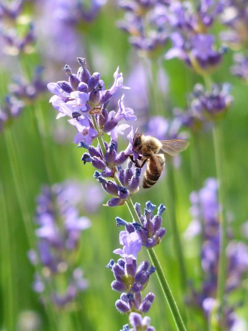 Abeille à miel sur la lavande