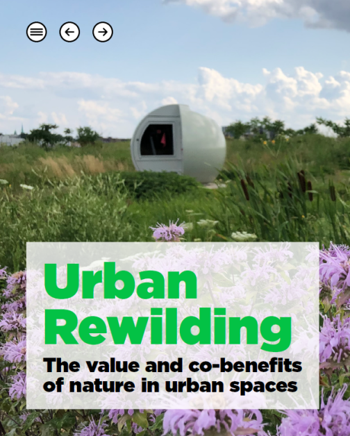 La couverture d'un rapport intitulé Urban Rewilding : La valeur et les co-bénéfices de la nature dans les espaces urbains. L'arrière-plan montre un champ avec de l'herbe verte et des fleurs violettes, ainsi qu'une structure sphérique.